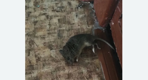 Дезинфекция от мышей в Котловке города Москвы
